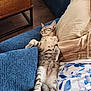 Freyja participe au concours pour gagner de l'argent avec cette photo : kitten, cat, sleeping, couch, blue_cushion, person, pants, floral_shirt, wooden_table, floor, relaxation, indoor, cozy, furniture, pet, home, resting, animal, comfort, nap