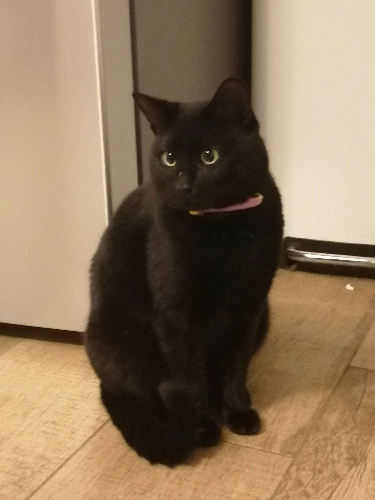 Picsou a rejoint le concours — aidez-le/la à gagner de superbes lots ! black, black_cat, bombay, carnivore, cat, felidae, floor, flooring, fur, laminate_flooring, mammal, small_to_medium_sized_cats, snout, tail, tile, vertebrate, whiskers, wood_flooring