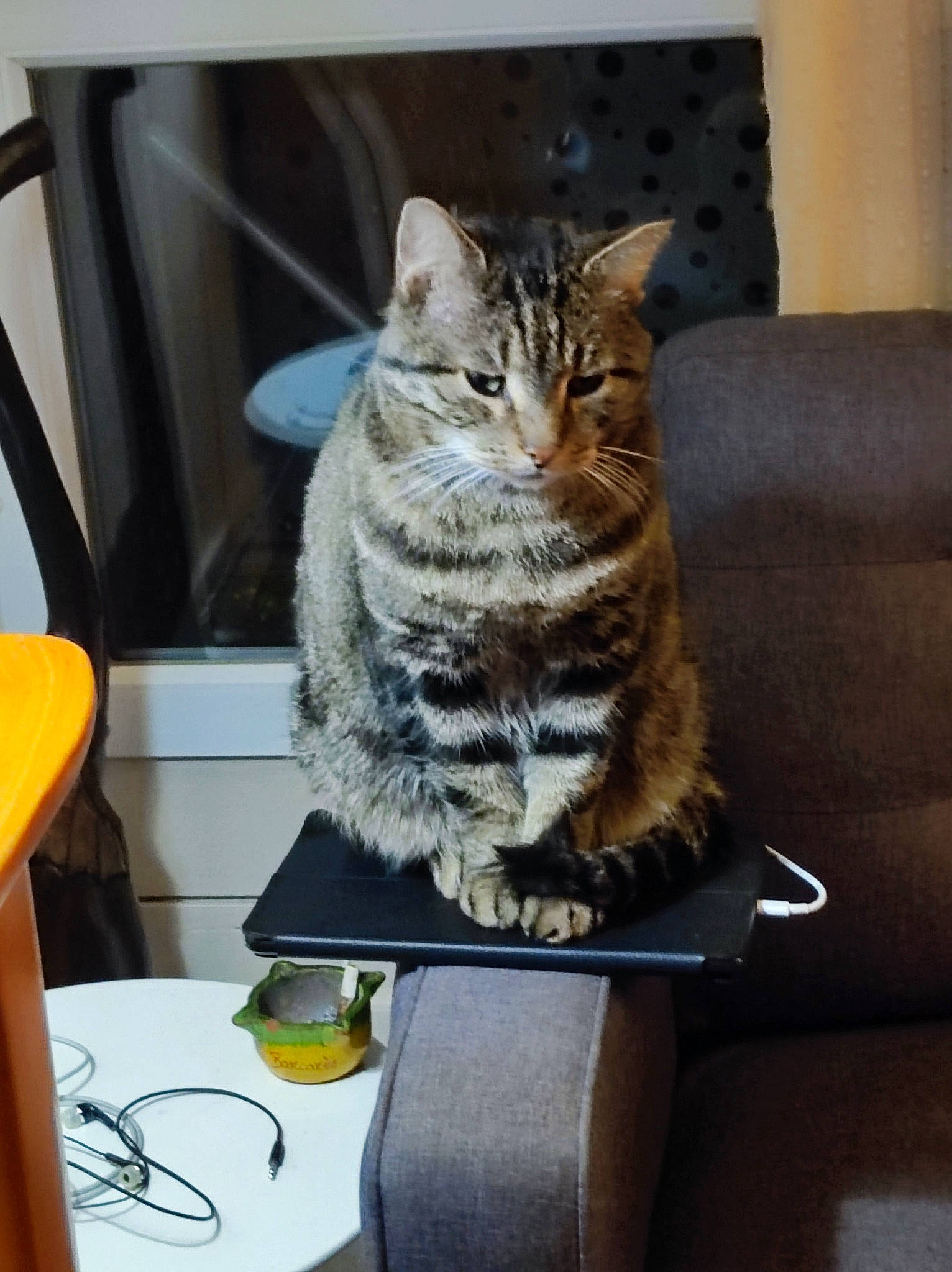 Leo a rejoint le concours — aidez-le/la à gagner de superbes lots ! carnivore, cat, comfort, couch, display_device, domestic_short_haired_cat, felidae, fur, paw, sitting, small_to_medium_sized_cats, table, tail, whiskers, window
