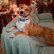 Pixel joined the competition — help win amazing prizes! dog, brown_dog, bow_tie, collar, couch, blanket, indoor, holiday, christmas_lights, decorations, wood_floor, pet, cute, relaxed, furniture, living_room, portrait, animal, domestic_animal, warm_lighting