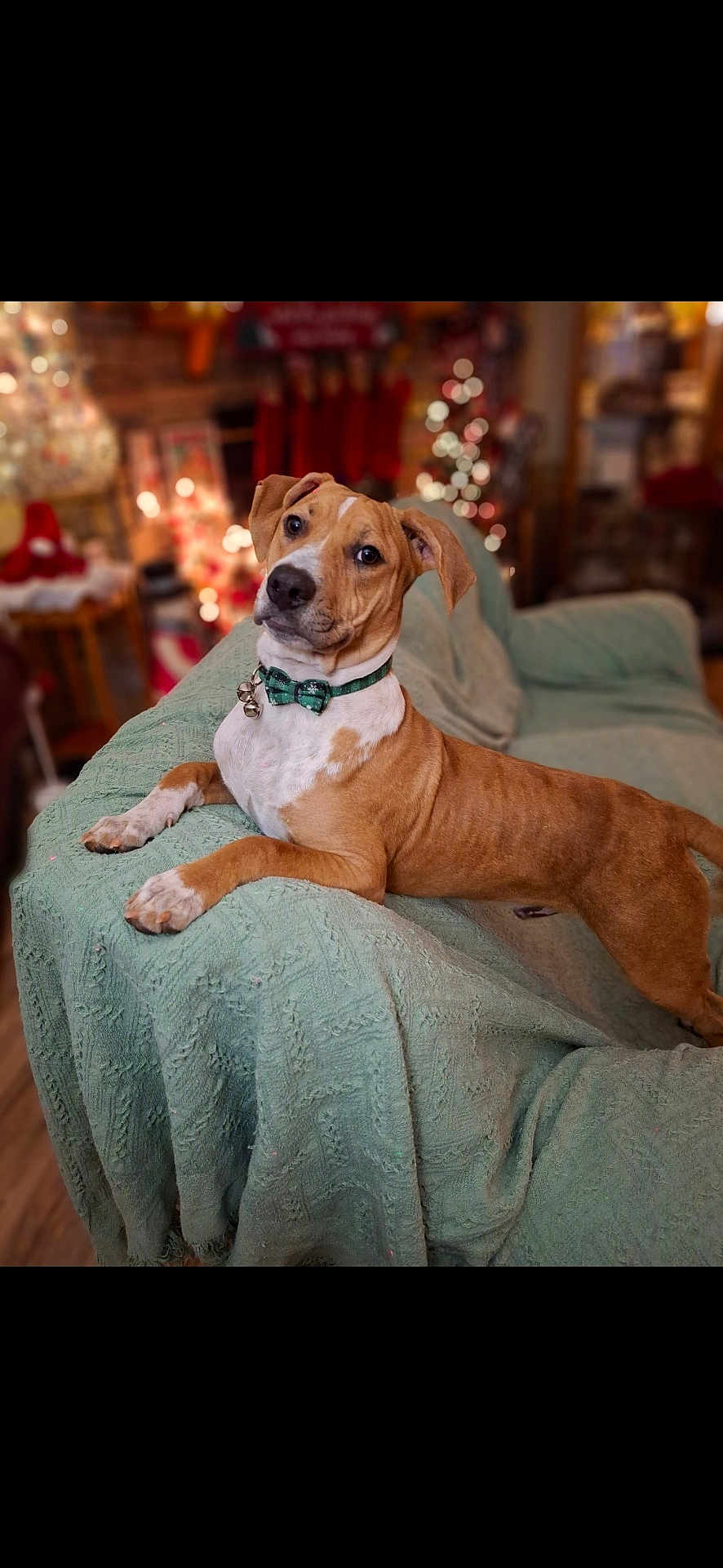 Pixel joined the competition — help win amazing prizes! dog, brown_dog, bow_tie, collar, couch, blanket, indoor, holiday, christmas_lights, decorations, wood_floor, pet, cute, relaxed, furniture, living_room, portrait, animal, domestic_animal, warm_lighting