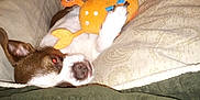 Gizzymo Mo joined the competition — help win amazing prizes! dog, plush_toy, couch, blanket, brown_and_white, pet, relaxed, indoor, paw, sleepy, toy, fabric, home, comfort, fur, snuggle, animal, resting, cute, cozy