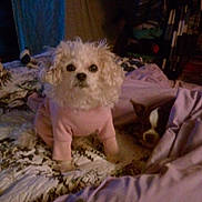 Gizzymo Mo joined the competition — help win amazing prizes! dog, small_dog, white_dog, curly_fur, pink_sweater, bed, blanket, indoor, resting_dog, sleeping_dog, cozy, patterned_bedspread, purple_blanket, fur, pet, cute_dog, companion, animal, domestic, relaxing