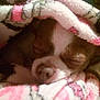 Gizzymo Mo is registered to the contest to win money with this photo: dog, sleeping, blanket, cozy, snuggled, brown_and_white, pet, fur, closed_eyes, rest, comfort, indoors, cute, animal, warm, soft, relaxed, face, nostrils, muzzle