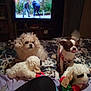 Gizzymo Mo joined the competition — help win amazing prizes! dog, small_dog, fluffy_dog, stuffed_toy, bed, blanket, television, person_on_tv, indoor, living_room, toy_sheep, brown_and_white_dog, curly_fur, pet, relaxing, fabric, plastic_bottle, furniture, animal, home