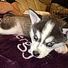 Rocky is registered to the contest to win money with this photo: puppy, dog, siberian_husky, blue_eyes, blanket, purple, tattoo, arm, hand, couch, indoor, pet, fur, cute, resting, animal, young, closeup, domestic_animal, relaxing