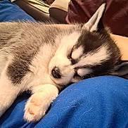 Rocky joined the competition — help win amazing prizes! puppy, dog, sleeping, husky, fur, close_up, indoor, cute, pet, animal, resting, cozy, young, soft, nap, blue_cloth, paw, muzzle, adorable, relaxed