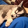 puppy, dog, sleeping, husky, fur, close_up, indoor, cute, pet, animal, resting, cozy, young, soft, nap, blue_cloth, paw, muzzle, adorable, relaxed