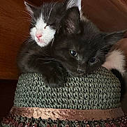 Charlotte participe au concours pour gagner de l'argent avec cette photo : adorable, animal, beaded_hat, black_cat, cat, close_up, cozy, cute, feline, hat, indoors, kitten, pets, resting, sleeping, snuggling, soft_light, texture, white_cat, young_cat