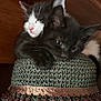 adorable, animal, beaded_hat, black_cat, cat, close_up, cozy, cute, feline, hat, indoors, kitten, pets, resting, sleeping, snuggling, soft_light, texture, white_cat, young_cat