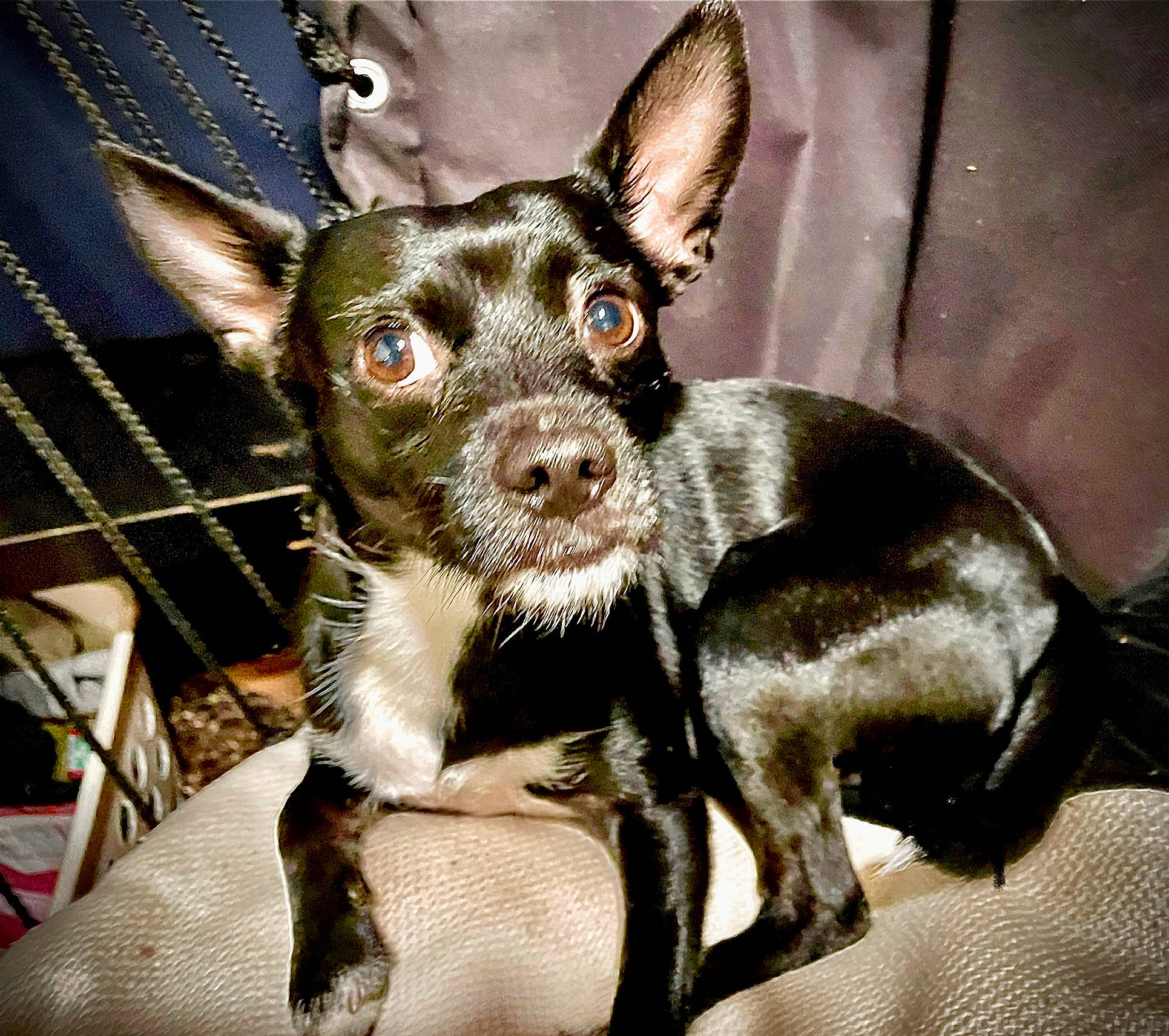 Coogii joined the competition — help win amazing prizes! canidae, carnivore, chihuahua, collar, companion_dog, corgi_chihuahua, dog, dog_breed, dog_collar, ear, fashion_accessory, fawn, fur, liver, puppy, snout, sporting_group, toy_dog, whiskers, working_animal