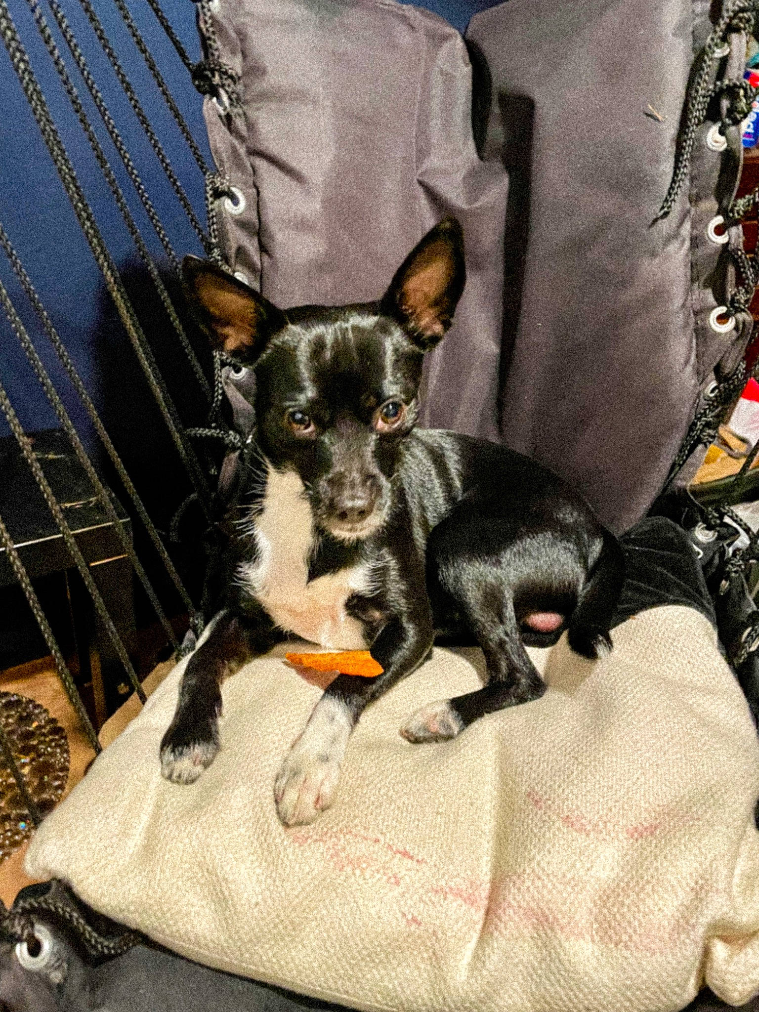 Coogii is registered to the contest to win money with this photo: animal_shelter, carnivore, chihuahua, comfort, companion_dog, dog, dog_breed, dog_supply, fawn, fence, guard_dog, mammal, non_sporting_group, pet_supply, puppy, russkiy_toy, snout, toy_dog, whiskers, working_animal