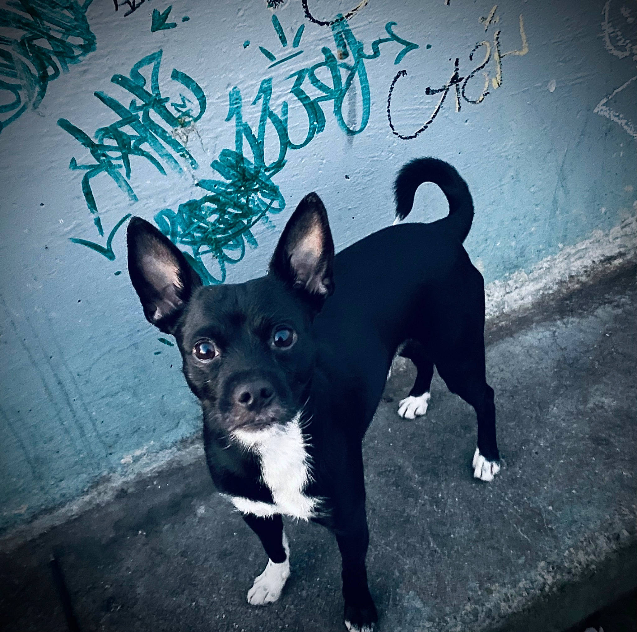 Coogii joined the competition — help win amazing prizes! art, boston_terrier, canidae, carnivore, companion_dog, dog, dog_breed, electric_blue, font, graphics, handwriting, non_sporting_group, paw, snout, sporting_group, tail, toy_dog, visual_arts, whiskers, working_animal
