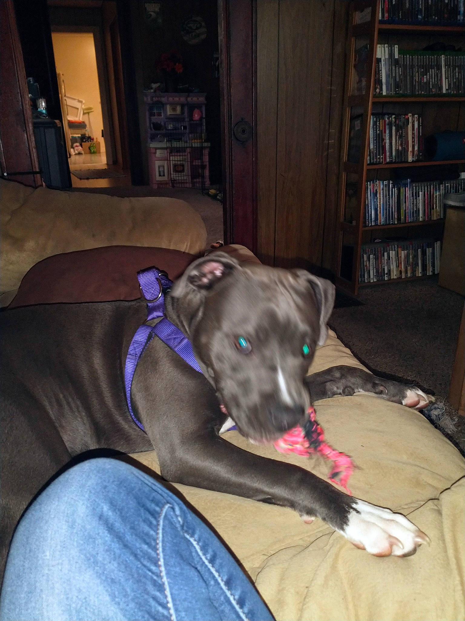 Freyja is registered to the contest to win money with this photo: bookcase, canidae, carnivore, comfort, companion_dog, couch, dog, dog_breed, fawn, furniture, picture_frame, rampur_greyhound, shelf, shelving, sitting, snout, sporting_group, whiskers, wood, working_animal