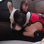 Vassago a rejoint le concours — aidez-le/la à gagner de superbes lots ! french_bulldog, dog, pet, indoor, harness, black_and_white, seated, curious, beads, bracelet, patterned_fabric, window, table, glasses, plastic_bottle, closeup, side_view, resting, animal, companion