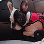 french_bulldog, dog, pet, indoor, harness, black_and_white, seated, curious, beads, bracelet, patterned_fabric, window, table, glasses, plastic_bottle, closeup, side_view, resting, animal, companion