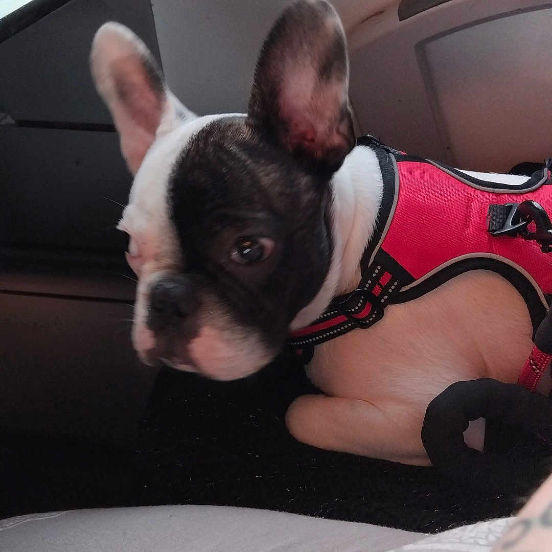 Vassago a rejoint le concours — aidez-le/la à gagner de superbes lots ! animal, beads, black_and_white, bracelet, closeup, companion, curious, dog, french_bulldog, glasses, harness, indoor, patterned_fabric, pet, plastic_bottle, resting, seated, side_view, table, window