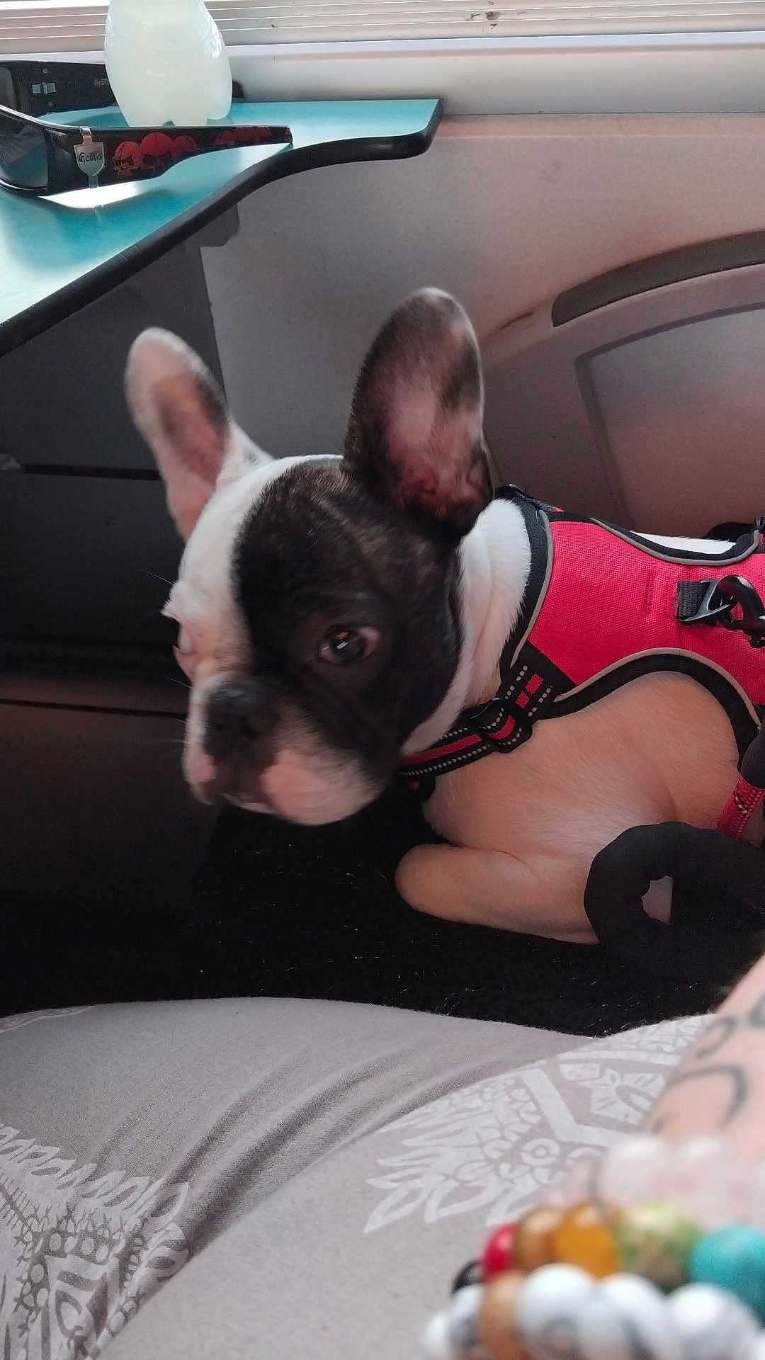 Vassago a rejoint le concours — aidez-le/la à gagner de superbes lots ! french_bulldog, dog, pet, indoor, harness, black_and_white, seated, curious, beads, bracelet, patterned_fabric, window, table, glasses, plastic_bottle, closeup, side_view, resting, animal, companion
