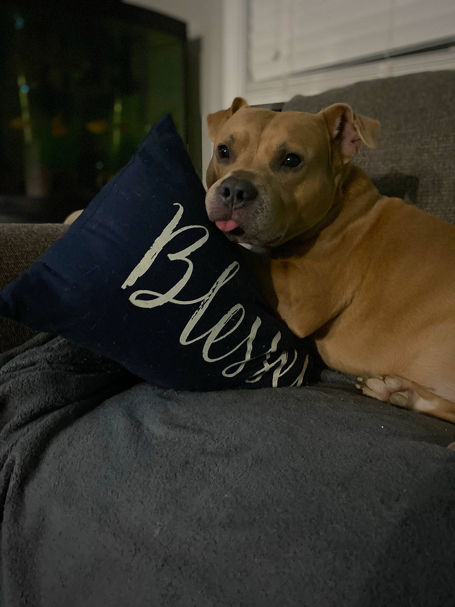 Tank is registered to the contest to win money with this photo: canidae, carnivore, collar, comfort, companion_dog, couch, dog, dog_breed, dog_collar, dog_supply, fawn, fur, pet_supply, snout, sporting_group, terrestrial_animal, toy_dog, whiskers, white_english_bulldog, working_animal