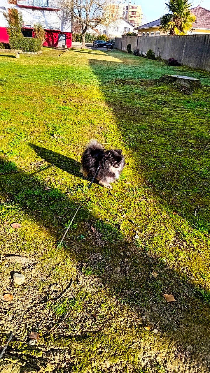 Sharly a rejoint le concours — aidez-le/la à gagner de superbes lots ! canidae, companion_dog, dog_breed, garden, grass, grassland, groundcover, landscape, landscaping, lawn, leisure, pasture, plant, shadow, shrub, soil, sporting_group, tail, terrestrial_animal, working_animal