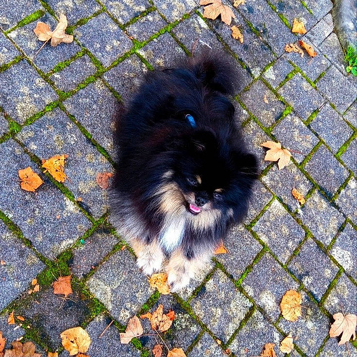 Sharly a rejoint le concours — aidez-le/la à gagner de superbes lots ! asphalt, canidae, carnivore, companion_dog, dog, dog_breed, flooring, fur, grass, groundcover, line, road_surface, shadow, sidewalk, snout, sporting_group, terrestrial_animal, toy_dog, whiskers, working_animal