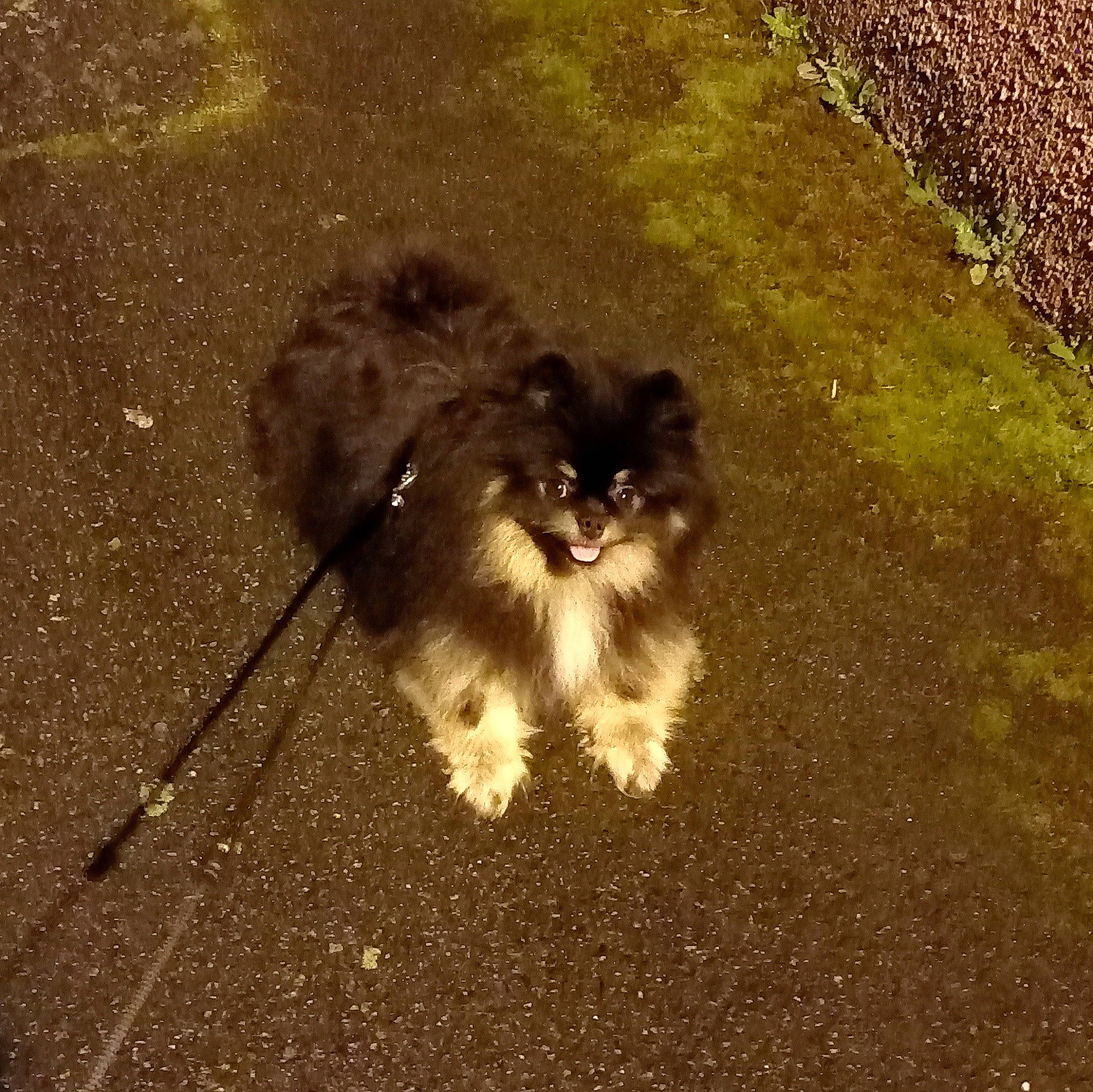 Sharly a rejoint le concours — aidez-le/la à gagner de superbes lots ! asphalt, carnivore, cat, companion_dog, dog_breed, fawn, felidae, grass, road_surface, shadow, small_to_medium_sized_cats, snout, soil, tail, terrestrial_animal, tints_and_shades, toy_dog, vertebrate, whiskers, working_animal