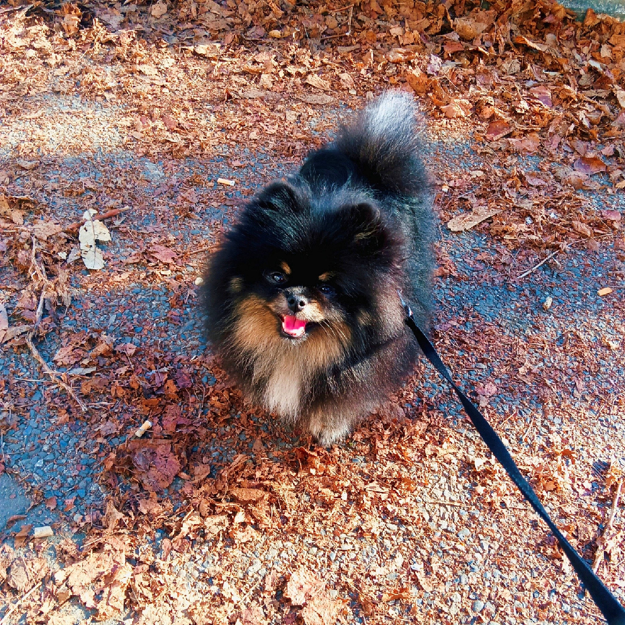 Sharly participe au concours pour gagner de l'argent avec cette photo : asphalt, carnivore, companion_dog, dog_breed, fawn, felidae, fur, german_spitz_klein, grass, road_surface, small_to_medium_sized_cats, snout, soil, tail, terrestrial_animal, toy_dog, vertebrate, whiskers, wildlife, working_animal