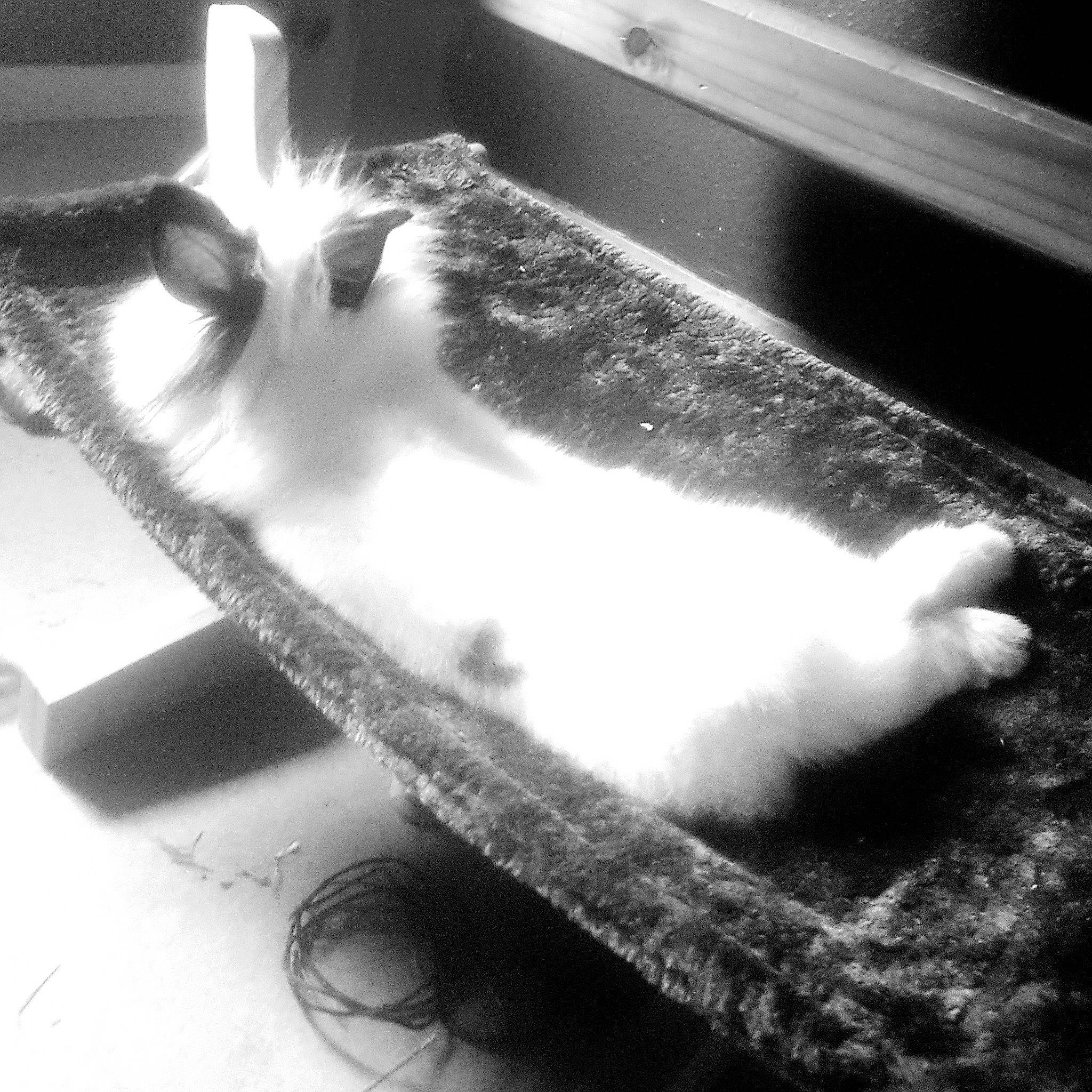 Pépito participe au concours pour gagner de l'argent avec cette photo : black, black_and_white, carnivore, cat, felidae, flooring, fur, light, line, monochrome, monochrome_photography, paw, room, shadow, small_to_medium_sized_cats, snout, style, tail, tints_and_shades, whiskers