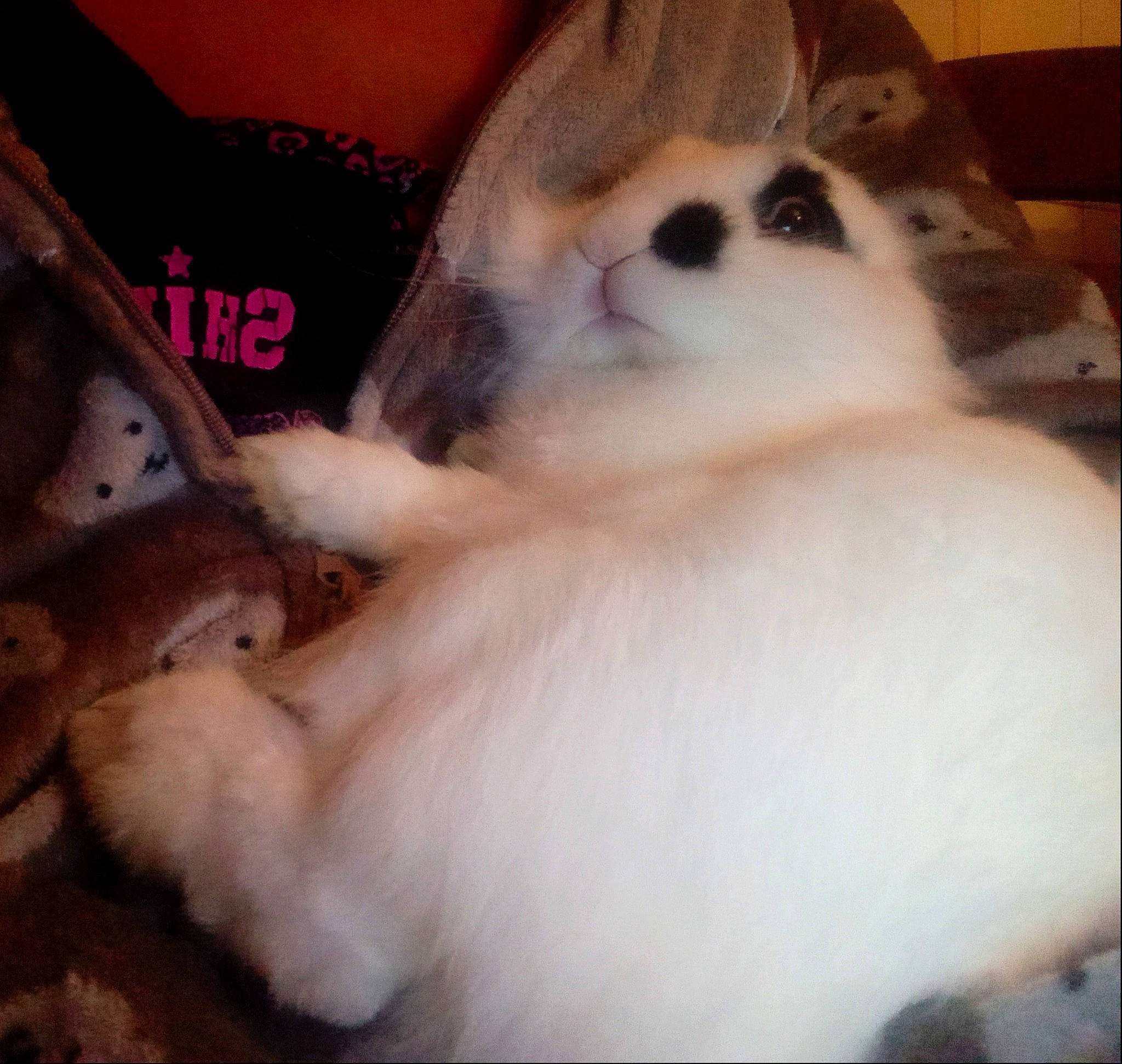 Pépito a rejoint le concours — aidez-le/la à gagner de superbes lots ! carnivore, comfort, companion_dog, dog, dog_breed, dog_supply, fawn, fur, non_sporting_group, paw, pet_supply, snout, sporting_group, toy_dog, whiskers, working_animal