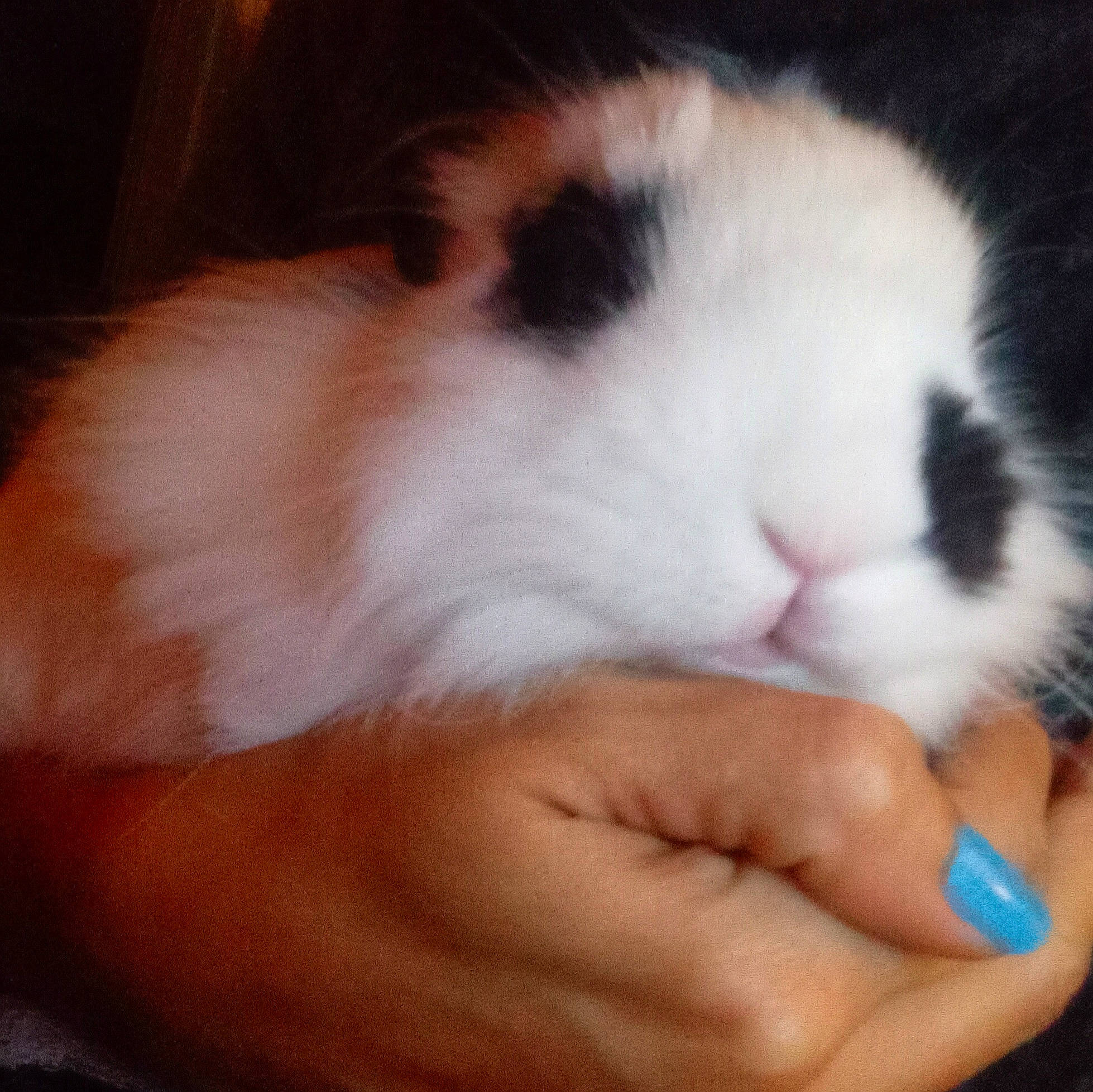 Pépito a rejoint le concours — aidez-le/la à gagner de superbes lots ! barefoot, child, comfort, eye, fawn, finger, foot, fur, gesture, head, human_body, human_leg, nail, rabbit, rodent, snout, tail, thumb, whiskers, wrist