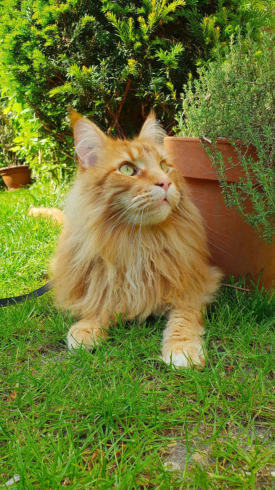 Lomu participe au concours pour gagner de l'argent avec cette photo : asian_semi_longhair, carnivore, cat, cymric, domestic_long_haired_cat, fawn, felidae, fur, grass, kurilian_bobtail, maine_coon, mammal, norwegian_forest_cat, small_to_medium_sized_cats, tabby_cat, vertebrate, whiskers