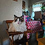 cat, ragdoll_cat, furniture, wooden_chair, indoor, table, tablecloth, pattern, heart_pattern, household_items, curious, blue_eyes, fluffy, pet, domestic_animal, person, home, window, curtains, floor
