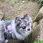 Athéna participe au concours pour gagner de l'argent avec cette photo : adorable, animal, blue_eye, brown_eye, cute, dog, flower_accessory, fluffy, fur, garden, greenery, heterochromia, leash, looking_up, nature, outdoor, path, pet, small_dog, stone
