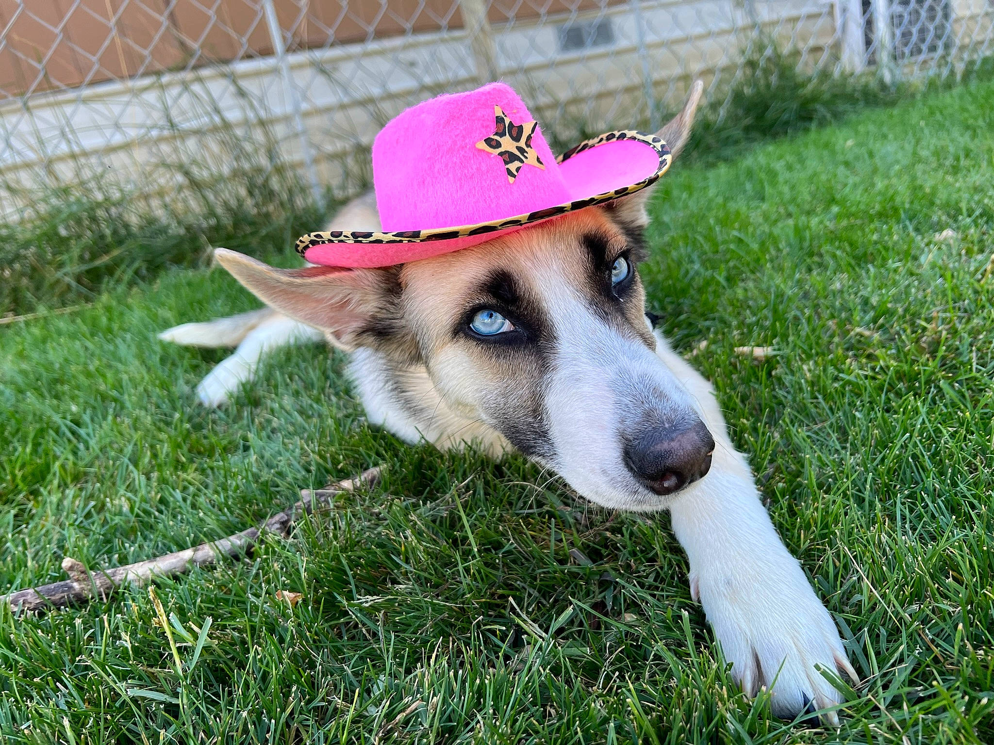Roxy is registered to the contest to win money with this photo: canidae, cap, carnivore, collar, companion_dog, dog, dog_breed, fashion_accessory, fawn, fence, fur, grass, happy, hat, herding_dog, mesh, plant, snout, sporting_group, working_animal