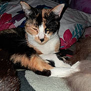 Boop joined the competition — help win amazing prizes! calico_cat, cat, animal, pet, fur, whiskers, ear, pillow, blanket, indoor, resting, sleepy, closeup, feline, domestic_animal, cozy, cute, pattern, colorful, relaxed