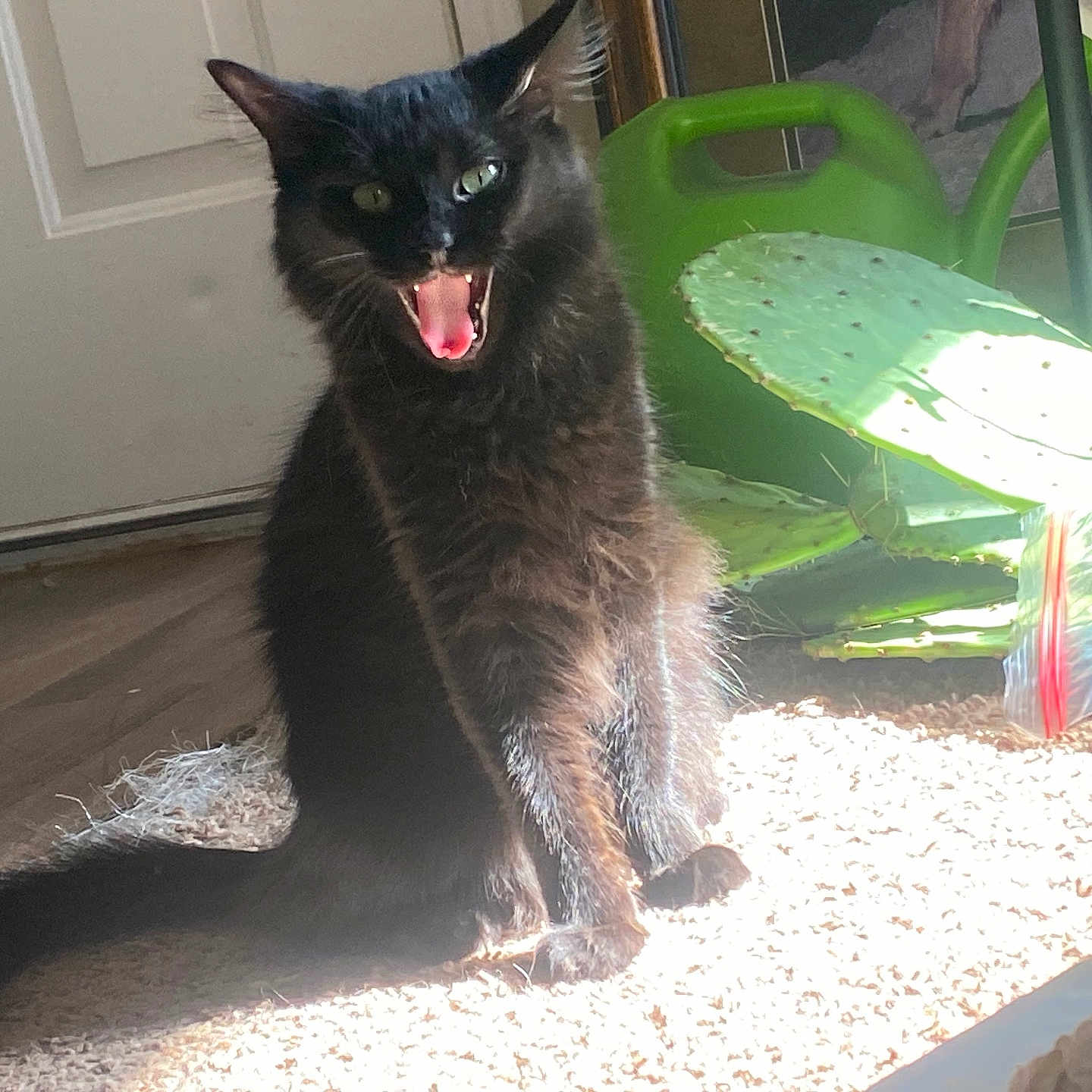 Shadow joined the competition — help win amazing prizes! animal, black_cat, cactus, carpet, cat, cozy, door, feline, floor, fur, green, indoor, mouth_open, pet, plant, shadow, sunlight, watering_can, whiskers, yawning