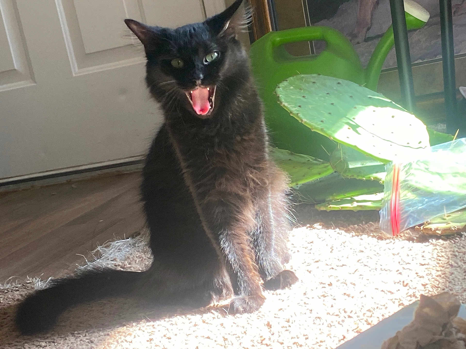 Shadow joined the competition — help win amazing prizes! cat, black_cat, indoor, carpet, sunlight, shadow, watering_can, cactus, plant, pet, feline, yawning, mouth_open, fur, whiskers, green, door, floor, cozy, animal