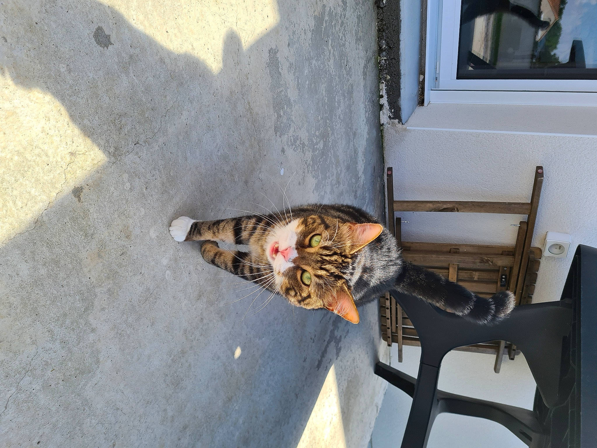 Nioki a rejoint le concours — aidez-le/la à gagner de superbes lots ! asphalt, auto_part, bicycle_handlebar, boot, chair, concrete, felidae, flooring, foot, fur, human_leg, metal, picture_frame, road_surface, room, shadow, tail, thigh, window, wood