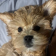 Cinnamin is registered to the contest to win money with this photo: dog, puppy, fluffy, curly_fur, close_up, pet, animal, cute, adorable, nose, eyes, ears, resting, soft, fur, portrait, indoor, companion, mammal, face