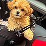 Cinnamin joined the competition — help win amazing prizes! puppy, dog, curly_fur, golden_fur, pet_carrier, paw_prints, car_seat, leash, cute, fluffy, animal, pet, indoor, seat_belt, leather_seat, companion, travel, small_dog, adorable, transport