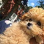 Cinnamin is registered to the contest to win money with this photo: dog, fluffy, curly_hair, pet, outdoor, sunlight, brick_house, tree, greenery, close_up, cute, animal, portrait, fur, canine, nature, daytime, companionship, hand, sky