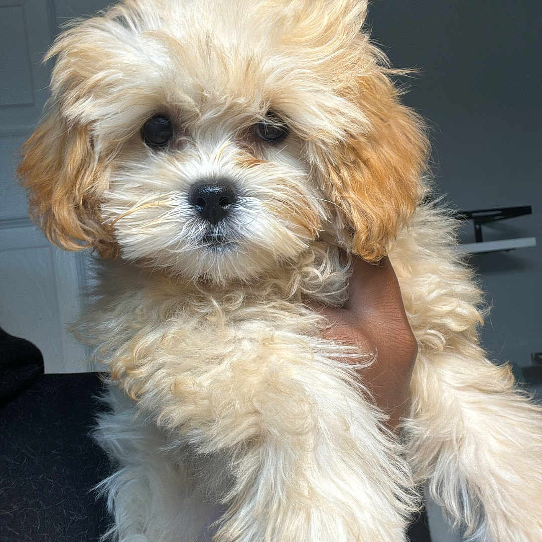 Cinnamin joined the competition — help win amazing prizes! adorable, animal, brown, companion, curly_hair, cute, dog, face, fluffy, friendly, fur, hand, indoor, looking_at_camera, pet, portrait, puppy, small, white, young