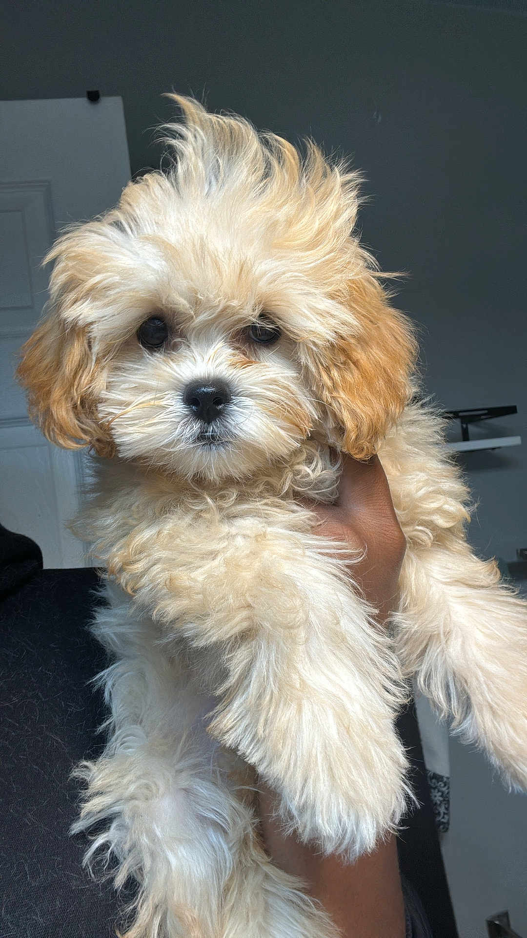 Cinnamin joined the competition — help win amazing prizes! puppy, dog, fluffy, curly_hair, pet, animal, cute, indoor, hand, portrait, adorable, brown, white, fur, face, looking_at_camera, young, small, companion, friendly