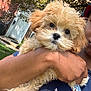 puppy, dog, fluffy, curly_fur, cute, pet, outdoor, greenery, brick_house, person, arm, holding, close_up, face, eyes, daylight, casual_clothing, nature, adorable, animal