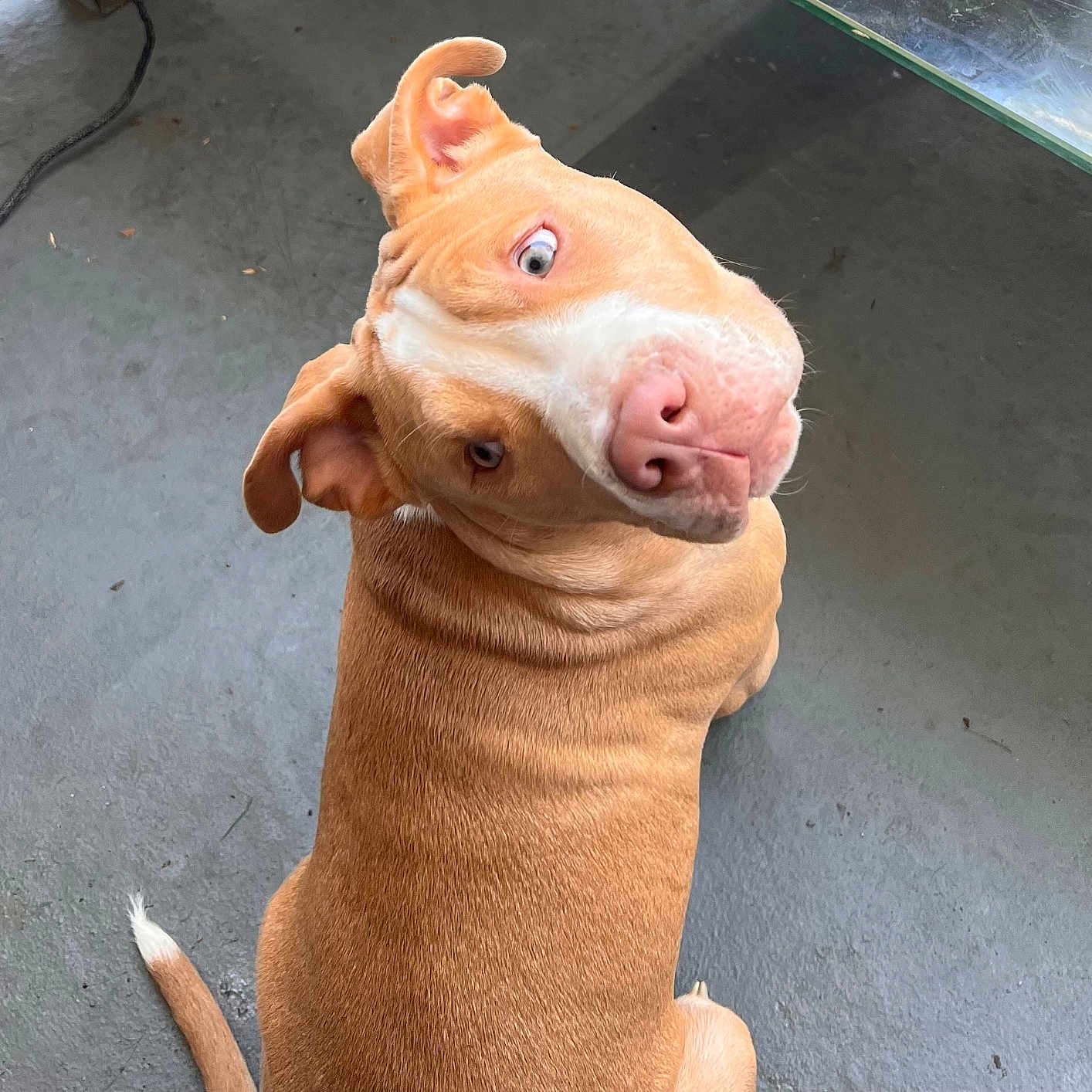 Izzy is registered to the contest to win money with this photo: accessories, animal, bulldog, canine, dog, hardwood, hound, husky, indoors, interiordesign, labradorretriever, pet, pitbull, plywood, puppy, snout, strap, terrier, whitedog, wood