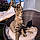 Titou