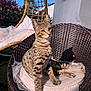 abyssinian, animal, basket, cat, chair, flower, flowerarrangement, flowerbouquet, furniture, geranium, jar, kitten, manx, pet, petal, plant, planter, pottedplant, pottery, vase