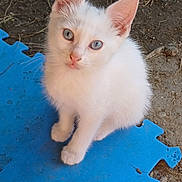 Nougat participe au concours pour gagner de l'argent avec cette photo : kitten, cat, white_fur, blue_eyes, pet, animal, cute, young, sitting, looking_up, foam_mat, blue_mat, outdoor, dirt, curious, small, feline, whiskers, ears, fur