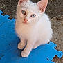 kitten, cat, white_fur, blue_eyes, pet, animal, cute, young, sitting, looking_up, foam_mat, blue_mat, outdoor, dirt, curious, small, feline, whiskers, ears, fur