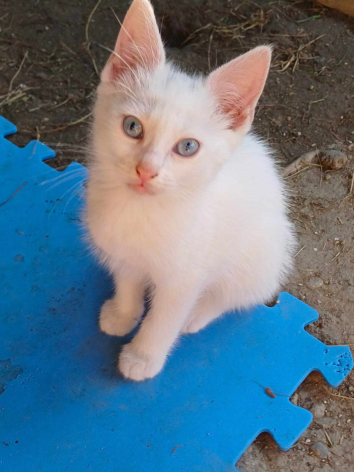 Nougat participe au concours pour gagner de l'argent avec cette photo : kitten, cat, white_fur, blue_eyes, pet, animal, cute, young, sitting, looking_up, foam_mat, blue_mat, outdoor, dirt, curious, small, feline, whiskers, ears, fur